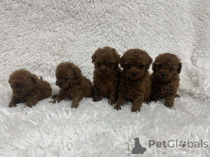Photo №1. poodle (toy) - for sale in the city of Kiev | 826$ | Announcement № 158131