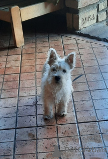 Additional photos: West Highland White Terrier - Westie