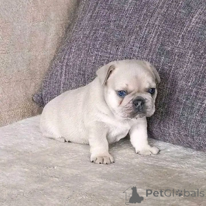 Photo №1. french bulldog - for sale in the city of Rennes | negotiated | Announcement № 165311