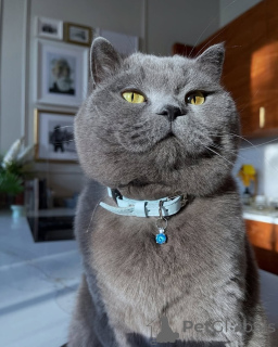Photo №2 to announcement № 156725 for the sale of british shorthair - buy in Germany private announcement