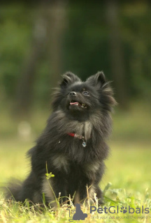 Photo №3. Pomeranian bear girls. Russian Federation