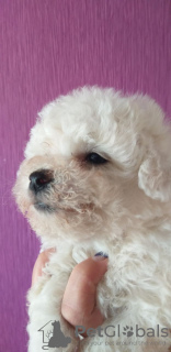 Photo №1. bichon frise - for sale in the city of Dnipro | 1000$ | Announcement № 11167