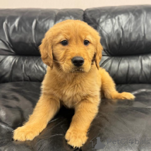 Photo №1. golden retriever - for sale in the city of Castelldefels | Is free | Announcement № 170359