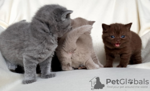 Photo №3. American Shorthair. Algeria