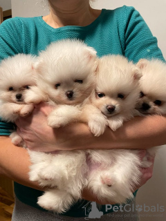 Photo №1. pomeranian - for sale in the city of Abu Dhabi | negotiated | Announcement № 34876