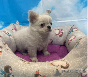 Photo №2 to announcement № 66729 for the sale of chihuahua - buy in Italy private announcement