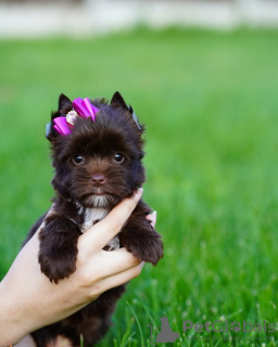 Photo №2 to announcement № 132656 for the sale of yorkshire terrier - buy in Spain breeder