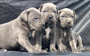 Photo №1. cane corso - for sale in the city of Bergheim | 471$ | Announcement № 135619