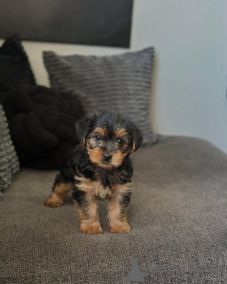 Photo №4. I will sell yorkshire terrier in the city of Vilnius. private announcement, breeder - price - 774$