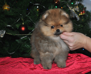 Photo №4. I will sell german spitz in the city of Kazan. private announcement - price - 2101$