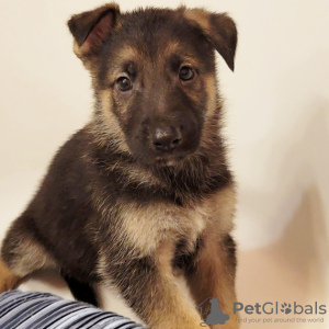 Photo №1. german shepherd - for sale in the city of Даллас | Is free | Announcement № 45616