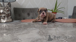Photo №2 to announcement № 99259 for the sale of english bulldog - buy in Germany 
