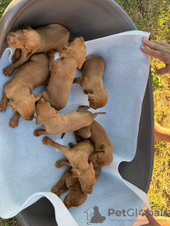 Photo №4. I will sell otterhound in the city of Belgrade.  - price - 211$