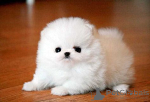 Photo №2 to announcement № 10859 for the sale of pomeranian - buy in Russian Federation breeder