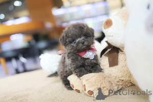 Photo №2 to announcement № 152464 for the sale of maltese dog - buy in United States breeder