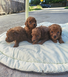 Photo №2 to announcement № 169196 for the sale of poodle (toy) - buy in Serbia breeder