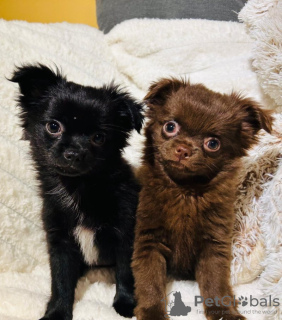 Photo №2 to announcement № 133284 for the sale of chihuahua - buy in Germany private announcement