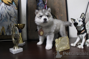 Additional photos: Siberian Husky puppies