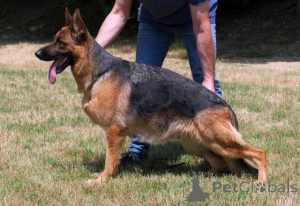 Photo №2 to announcement № 154430 for the sale of german shepherd - buy in Serbia 