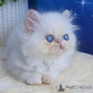 Photo №1. persian cat - for sale in the city of Ludwigsfelda | 361$ | Announcement № 177582