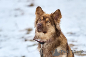 Photo №2 to announcement № 133038 for the sale of  - buy in Russian Federation private announcement