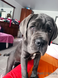 Photo №2 to announcement № 82767 for the sale of cane corso - buy in Russian Federation private announcement