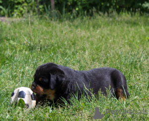 Additional photos: Rottweiler puppy - Viana Tanarotti