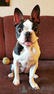 Photo №1. boston terrier - for sale in the city of Budapest | 941$ | Announcement № 139103