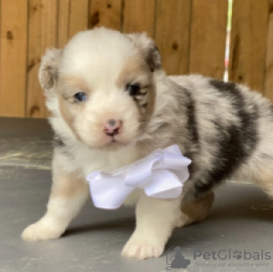 Photo №2 to announcement № 55327 for the sale of border collie - buy in Sweden 