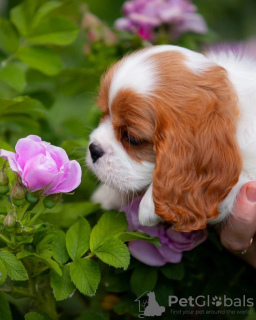 Photo №4. I will sell cavalier king charles spaniel in the city of Гамбург. private announcement - price - 423$