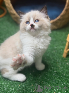 Photo №4. I will sell ragdoll in the city of Eksjo. breeder - price - negotiated