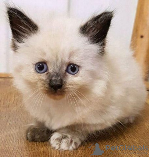 Photo №1. siamese cat - for sale in the city of Berlin | Is free | Announcement № 125376