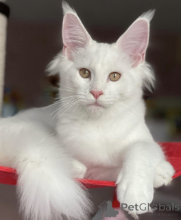 Photo №1. maine coon - for sale in the city of Baden Baden | 1022$ | Announcement № 163465