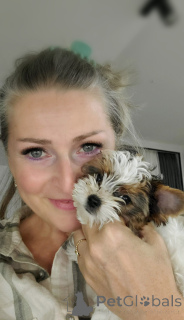 Photo №1. beaver yorkshire terrier - for sale in the city of Tbilisi | 900$ | Announcement № 159711