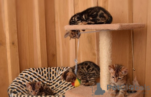 Photo №1. bengal cat - for sale in the city of Karlsruhe | negotiated | Announcement № 96600