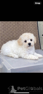 Photo №2 to announcement № 149901 for the sale of maltipu - buy in Germany private announcement, breeder