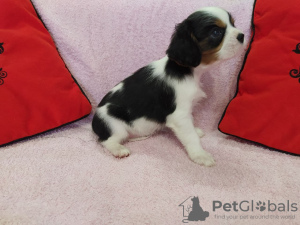 Photo №4. I will sell cavalier king charles spaniel in the city of Minsk. breeder - price - 950$