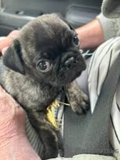 Photo №2 to announcement № 166006 for the sale of pug - buy in Spain private announcement, breeder