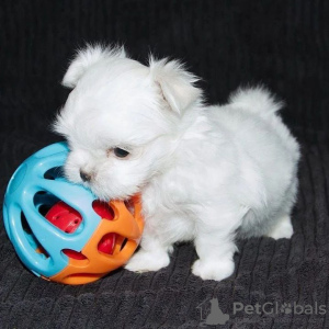 Photo №2 to announcement № 107590 for the sale of maltese dog - buy in Spain private announcement