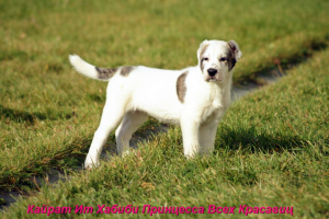 Photo №1. central asian shepherd dog - for sale in the city of Yekaterinburg | 335$ | Announcement № 3611