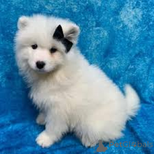 Photo №4. I will sell samoyed dog in the city of Devonside.  - price - negotiated