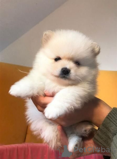 Photo №2 to announcement № 125437 for the sale of pomeranian - buy in United States private announcement