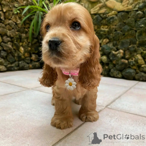 Photo №2 to announcement № 137785 for the sale of english cocker spaniel - buy in Germany breeder
