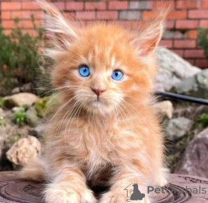 Photo №1. maine coon - for sale in the city of Rostov-on-Don | negotiated | Announcement № 129162