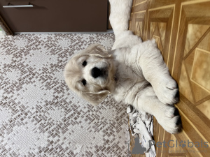 Photo №4. I will sell golden retriever in the city of Kharkov.  - price - 530$