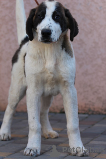 Photo №3. Central Asia Shepherd Dog, male. Ukraine