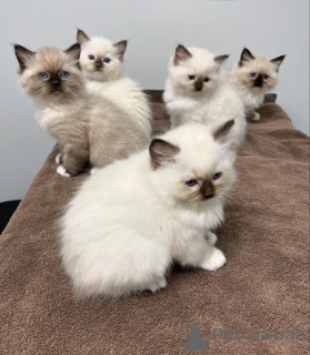 Photo №1. ragdoll - for sale in the city of Daszewice | negotiated | Announcement № 168285
