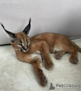 Photo №4. I will sell caracal in the city of Las Vegas. private announcement, from nursery, from the shelter - price - negotiated