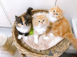 Photo №1. exotic shorthair - for sale in the city of Hagenow | 361$ | Announcement № 172304
