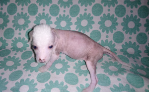Photo №1. mexican hairless dog - for sale in the city of St. Petersburg | 268$ | Announcement № 5361